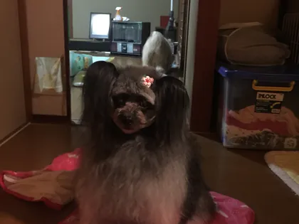 ワンコ・猫ちゃんアルバム 10