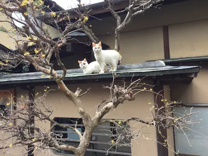 ワンコ・猫ちゃんアルバム 11