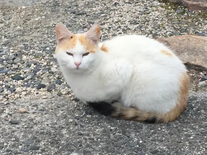 ワンコ・猫ちゃんアルバム 12