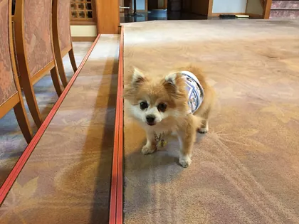 ワンコ・猫ちゃんアルバム 18