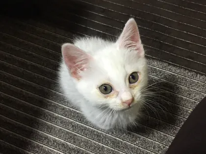 ワンコ・猫ちゃんアルバム 23