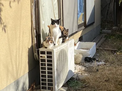 ワンコ・猫ちゃんアルバム 29