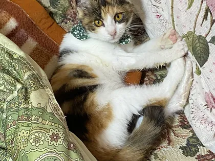 ワンコ・猫ちゃんアルバム 33
