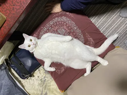 ワンコ・猫ちゃんアルバム 34