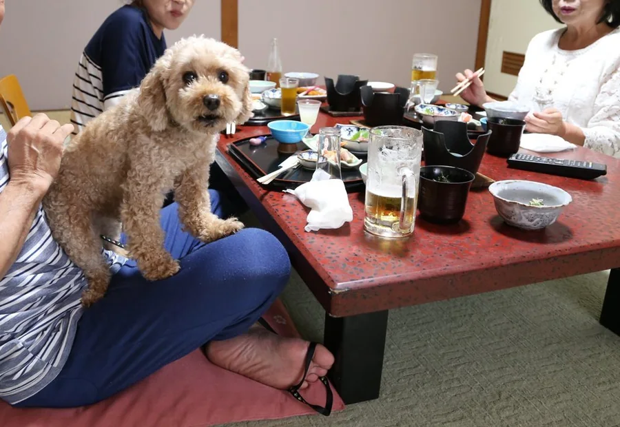 ワンちゃんとお部屋で一緒に食事